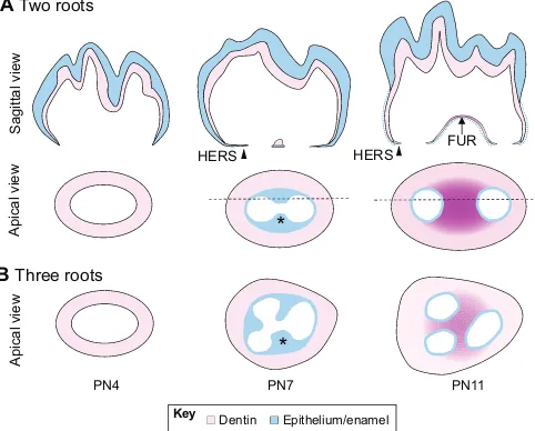 Fig. 3. Development of the tooth root furcation in mice. (A) Schematics(sagittal view) of root furcation development in mice from PN4 to PN11.Epithelium-derived tissues, which include the ameloblast layer and enamel inthe crown and the HERS in the root reg