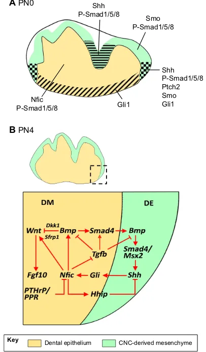 Fig. 4. Molecular regulation of early tooth root development. Schematicshighlighting the expression domains of diverse signaling molecules andtranscription factors in developing teeth