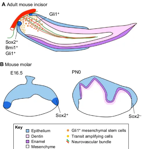 Fig. 5. Stem cells in developing and adult teeth. (A) Schematic of an adultmouse incisor