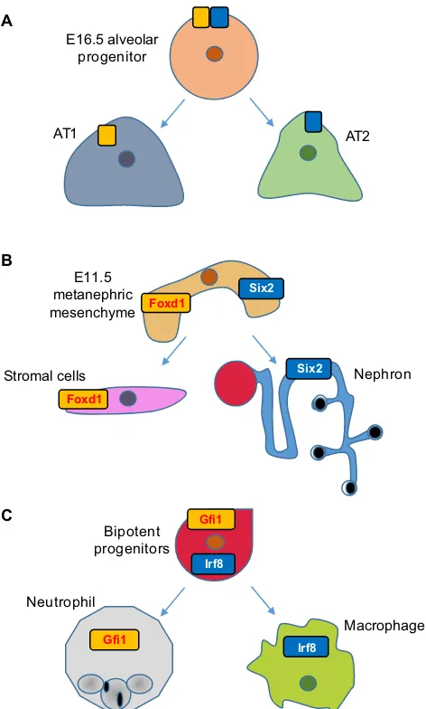 Fig. 3. The ‘identification of embryonic progenitors that simultaneously express genes thatwere previously suspected of being lineage specific