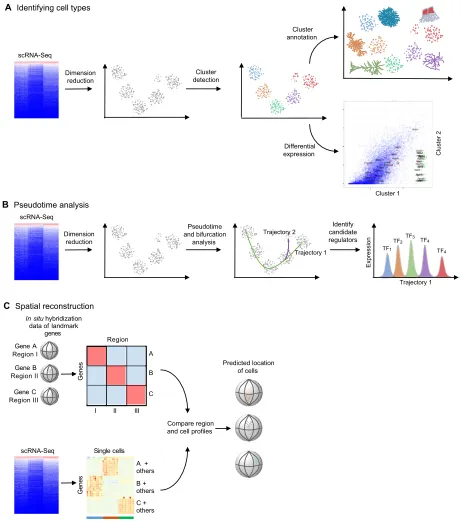 Fig. 2. Typical approaches for analyzing scRNA-Seq datasets. Several types of analyses are popular for analyzing scRNA-Seq datasets