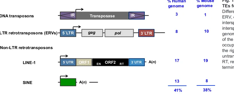 Fig. 1. The structures of key classes ofTEs found in mammalian genomes.Different types of TEs (DNA transposons;ERV, endogenous retrovirus; LINE-1, longinterspersed element class 1; SINE, shortinterspersed element) found in mammaliangenomes are represented