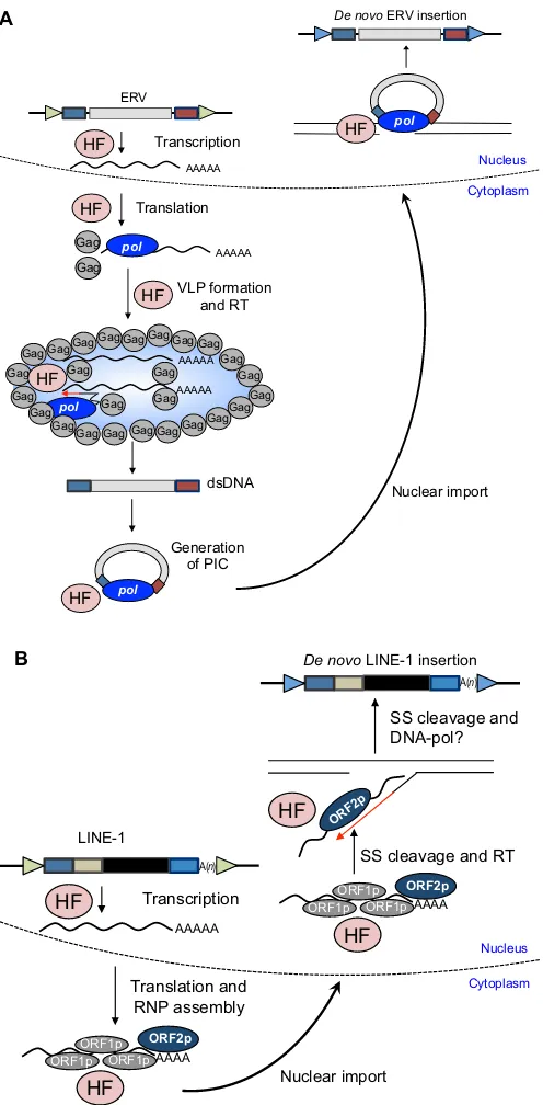 Fig. 2. Modes of TE mobilization in mammalian genomes. (A) The LTRpolintegrase and reverse transcriptase (not shown in the figure, but see Magerand Stoye, 2015 for further details)