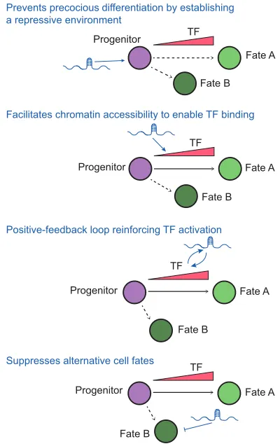 Fig. 3. Potential roles for lncRNAs in cell fate decisions duringdevelopment.cell identity