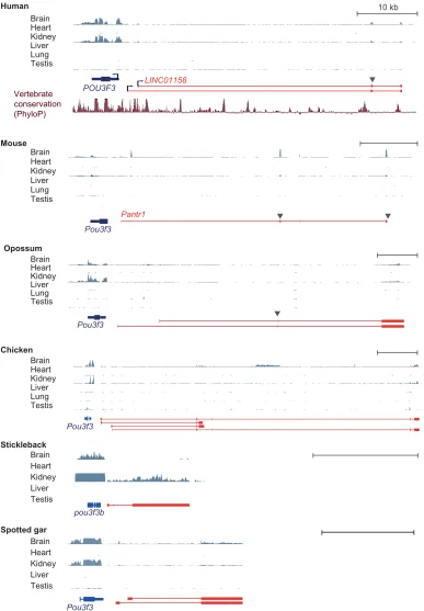 Fig. 1. Evolution of the Pantr1the RefSeq database or from PLAR transcript reconstructions (Hezroni et al., 2015)