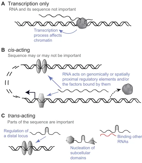 Fig. 2. LncRNA modes of action. (A) For some lncRNA loci, the act oftranscription itself plays a role in mediating the function of the lncRNA, forexample by affecting the underlying chromatin structure of the locus