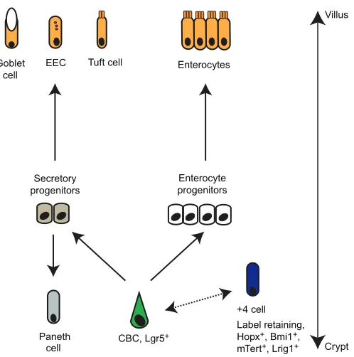 Fig. 1. The intestinal crypt-villus unit in mice. The intestinal epithelium isorganized as units of crypt villi