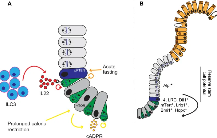 Fig. 4. Regenerative adaptations in the intestinal stem cell compartment. (A) Under normal conditions, CBSs (green) and transit-amplifying cells arecontinuously proliferating (indicated by mitotic spindles)