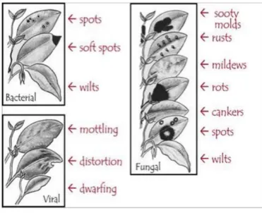 Figure 1. Types of Diseases [3] 