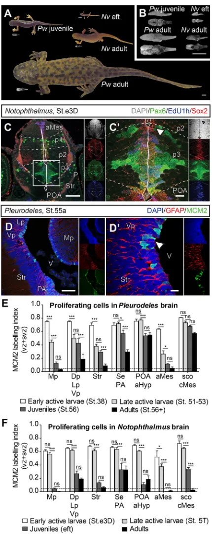 Fig. 1. Proliferation during brain development of two salamander species.