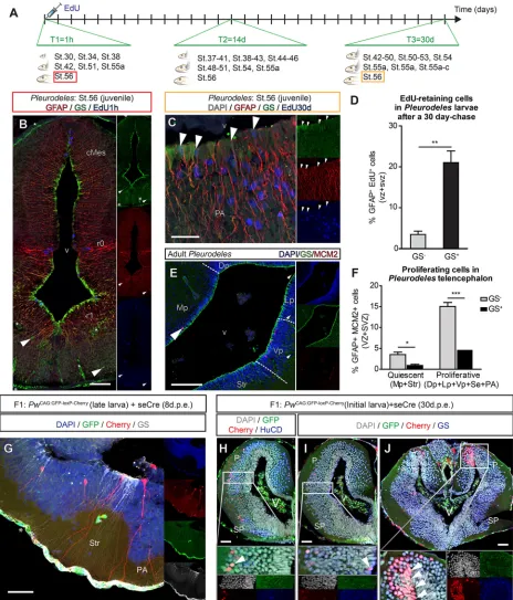 Fig. 2. Acquisition of quiescence correlates with the emergence of GS expression in ependymoglial cells