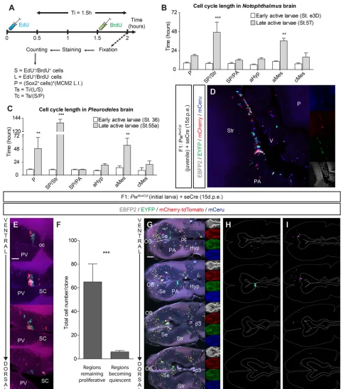 Fig. 3. Cell cycle length varies regionally in a species-specific manner. (A) Experimental design to compare cell cycle length by sequential injection of