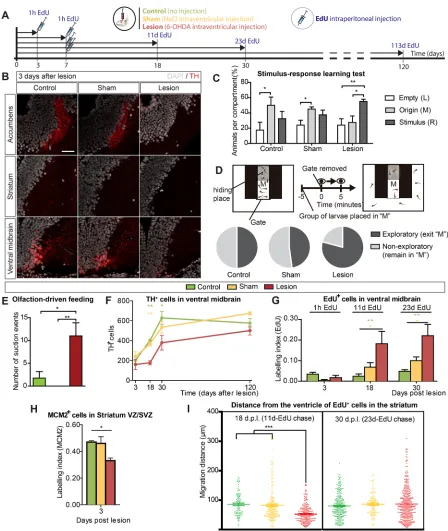 Fig. 6. Functional perturbation of the dopaminergic system alters behavioral performance and neurogenesis