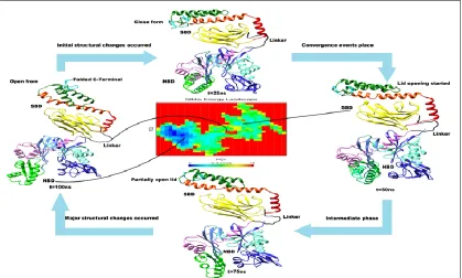 FIG. 4: THE STRUCTURAL AND FOLDING EVOLUTION OF CAMEL HSP70 PROTEIN CALCULATED DURING  100 NS OF MD SIMULATION