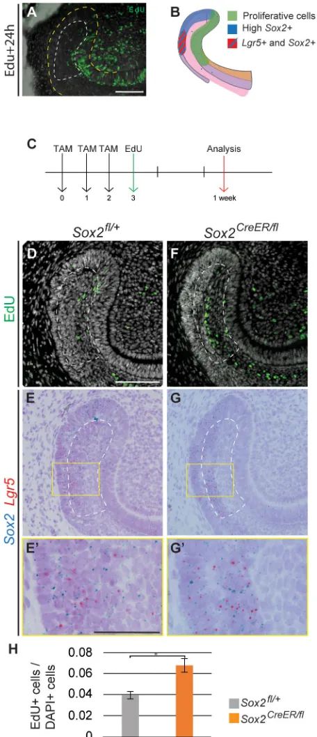 Fig. 6. Expression of Sox2among total cells (number of nuclei, DAPI) compared with the control.*Lgr5magnifications of the boxed regions in E,G