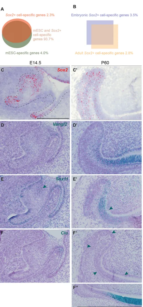 Fig. 7. Transcriptomic changes between Sox293.7%. (B) Comparison of embryonic and adultandSox2(D,D+ embryonic progenitors Sox2+ dental SC