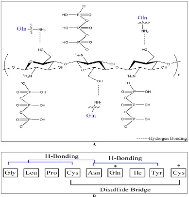 FIG. 2: PROPOSED SCHEMATIC OF OXYTOCIN-CHITOSAN INTERMOLECULAR INTERACTION (A) HYDROGEN BONDING EXISTING BETWEEN HYDROXYL GROUPS ON CHITOSAN AND GLY ON OXYTOCIN (B) AMINO ACID SEQUENCE DENOTING GLY AND CYS AMINO ACIDS AVAILABLE FOR HYDROGEN 