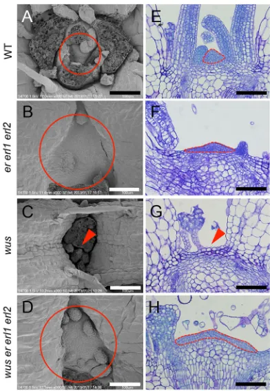 Fig. 1. SAM loss in the wusfunction.observed by scanning electron microscopy. The images depicted arerepresentative of those samples used for the quantitative analysis described inFig