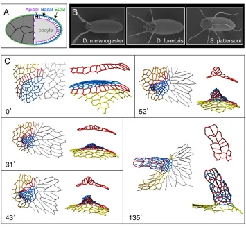 Fig. 1. Drosophilid eggs provide a useful system for studying changes in morphogenesis across related species