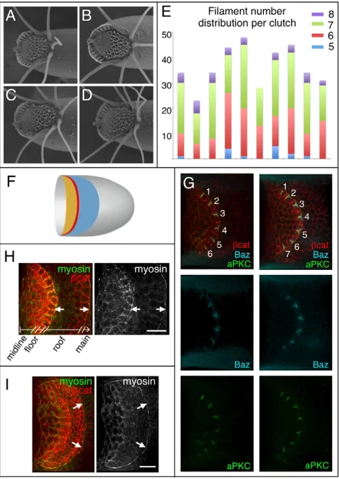 Fig. 3.with color-coding: blue, roof; red, floor; yellow,eggshells, with 5, 6, 7 or 8 dorsal appendages