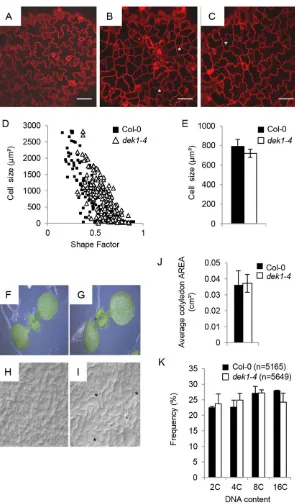 Fig. 1. DEK1 promotes cell differentiation. (A-C) Confocal50(combined data from cells measured in four independentseedlings)