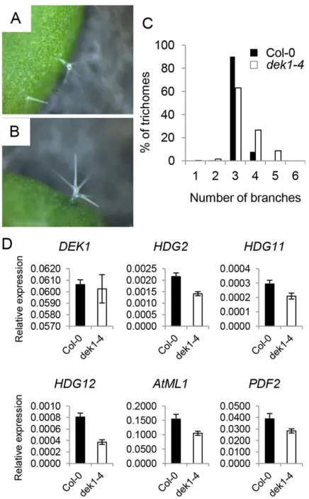 Fig. 2.400 for dek1-4.seedlings were quantified by qRT-PCR and normalised using the expression ofEIF4Adek1-4second true leaves of 15-day-old plants