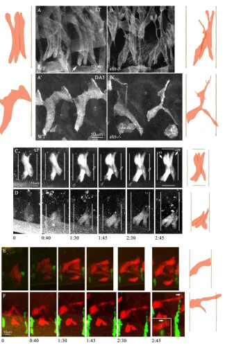 Fig. 1. Slit is essential for correct patterning of bothDA3 and LT muscles.The outlines of the corresponding muscles relative to thesegment borders are shown