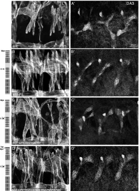 Fig. 2. Slit cleavage is essential for inducing the correctmigration of LT and DA3 muscles