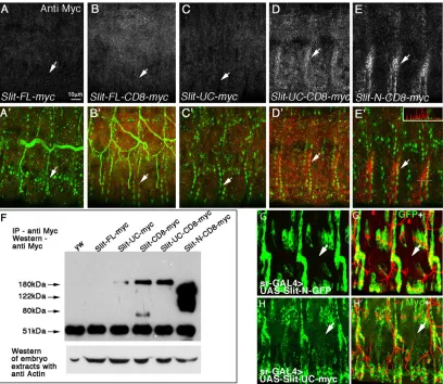 Fig. 3. Cleaved Slit-N is a highly stable non-diffusing protein. (A-Ecells. The inset in Eby western blotting with anti-myc