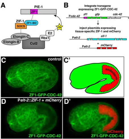 Fig. 1. ZF1-tagged protein degradation in endodermal cells. (A) Schematicmodel of ZIF-1 recruiting the ZF1-containing protein PIE-1 to an ECS E3 ligasecomplex for ubiquitylation (Ub) and subsequent degradation