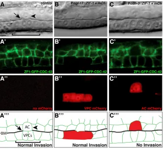 Fig. 4. CDC-42 functions within the anchor cell toregulate invasion. (A-A‴) A DIC image (A), ZF1-GFP-CDC-42 expression in homozygous cdc-42(gk388) (A′), mCherry fluorescence of worm lackingmCherry construct (A″) and a schematic diagram (A‴).The anchor cell