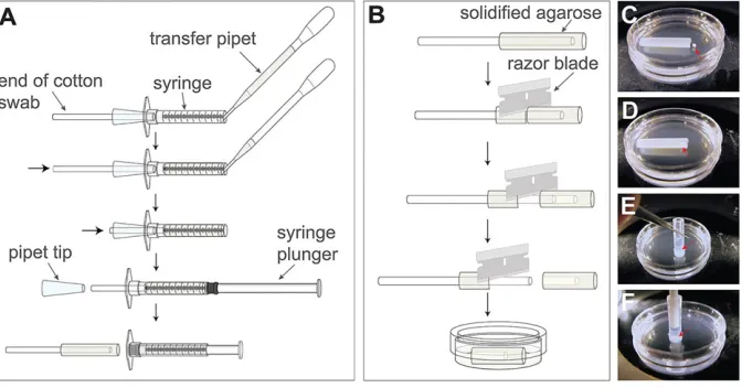 Fig. 1. Preparing hollow agarose cylinders for light-sheet microscopy of live mouse embryos