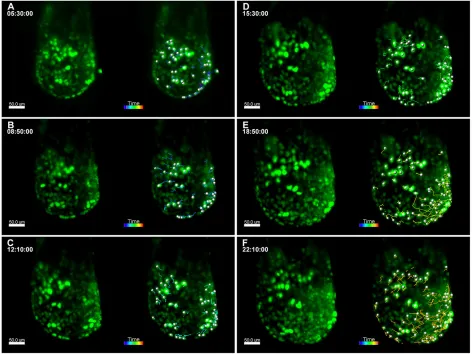Fig. 6. Live imaging of TCF/LEF-H2B::eGFPselect time points from the 3D time-lapse movie are on the left and images from the movie overlaid with Imaris 3D tracking data are on the right