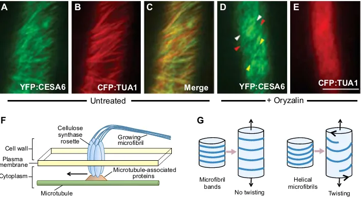 Fig. 3. The role of microtubules and cellulose microfibrils in helical growth. (A-E) Confocal fluorescence images of cells from etiolated hypocotyls of