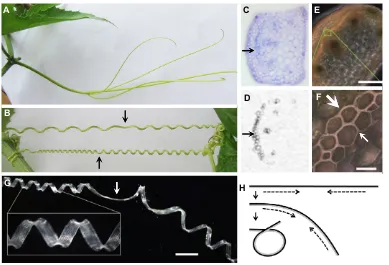 Fig. 4. Gelatinous fibres in tendrils. (A,B) Tendrils of the loofah melon (Luffa species, Cucurbitaceae) before (A) and after (B) they encounter a support,
