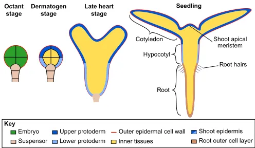 Fig. 1. The ontogeny of the Arabidopsisepidermis is generated by periclinal cell divisions of embryonic cells betweenthe octant and dermatogen stages of development, giving rise to the protoderm(blue) and internal tissues (yellow)