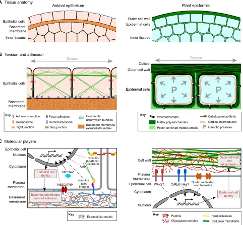 Fig. 2. Functional analogies between animal epithelial and plant epidermal cells, from tissue to molecular scales