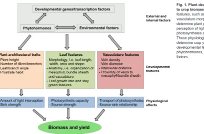 Fig. 1. Plant developmental features relevant