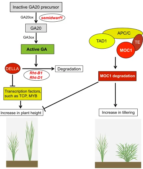 Fig. 2. The control of plant height and tillering in crop plants. The GA-results in a dwarfed phenotype