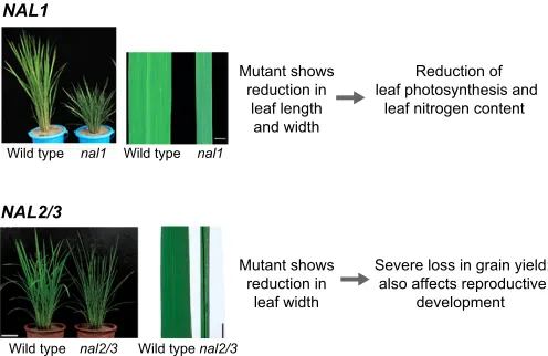 Fig. 3. The effects of leaf width on crop biomass and yield in rice. Adue to defective vegetative and reproductive development
