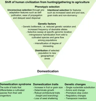 Fig. 4. Factors involved in, and the effects of, cropdomestication.bottleneckintrogression from the wild species and gene flowamong the populations contributed to domestication.Domesticated species were then transferred to newgeographical locations, becomi