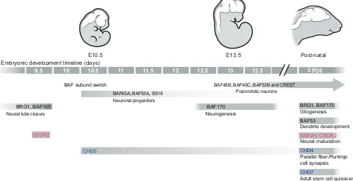 Fig. 3. Roles of chromatin remodelers in early embryogenesis. Stages of early mammalian development are pictured, with mouse embryonic day (E)indicated below each pictured stage