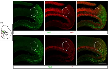 Fig. 2. Tail bud NMPs co-express Tbx6 and Sox2. (Top) Immunostaining of sagittal sections shows co-expression of Tbx6 and Sox2 in the CNH (pentagon).(Bottom) Adjacent section stained for the mesoderm marker T and Tbx6