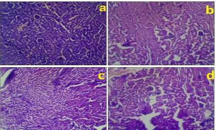 FIG. 9: ACUTE HISTOPATHOLOGICAL FINDINGS OF MICE KIDNEY AFTER ORAL ADMINISTRATION OF  Se DOPED ZnO NANOPARTICLES (Zn0.80Se0.20O1-δ); (a) WITH CONTROL I.E