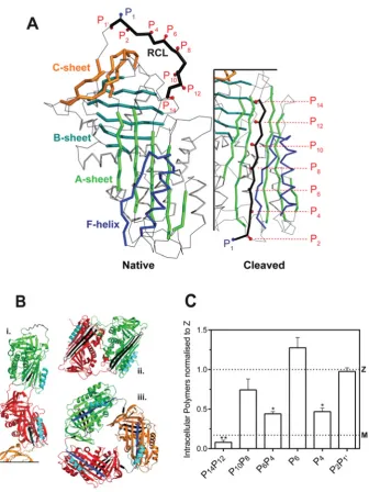 Figure 1RCL mutants of α1-antitrypsin(A) The location of the mutations used in this study are indicated against a cartoon representation of wild-type