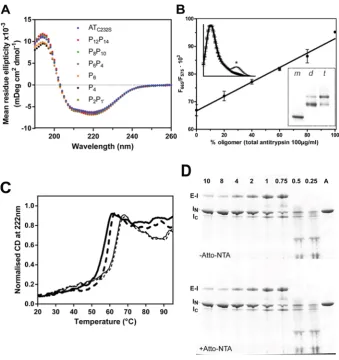Figure 2Characteristics of the mutants and heat-induced polymerization monitored by FRET(A) Assessment of the integrity of wild-type and reactive loop mutants by CD