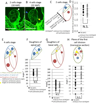 Fig. 2. Cell division pattern in earlygle4N.S., not significant by theANOVA;GLE4/gle4*significant by thePfour-cell stage embryo