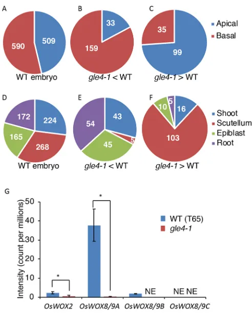 Fig. 3. In situ hybridization with probes for five