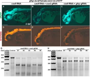 Fig. 6. Transgene mirrors the endogenous expressionof the target gene.contain guide RNA target site ofproducts contain guide RNA target site oftarget-specific mutations by T7EI assays