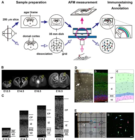 Fig. 1. Overview of the AFM experiments. (A) Schematic diagram of the experiments. (B) Coronal sections prepared from brains at different embryonic stagesthe bright-field images (a)